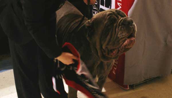 This Neopolitan Mastiff won its category. Photo by Linda Long.  