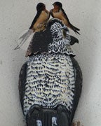 Female barn swallows rest on a fake owl purchased to deter nesting on the entrance columns at Calera High School. (contributed)