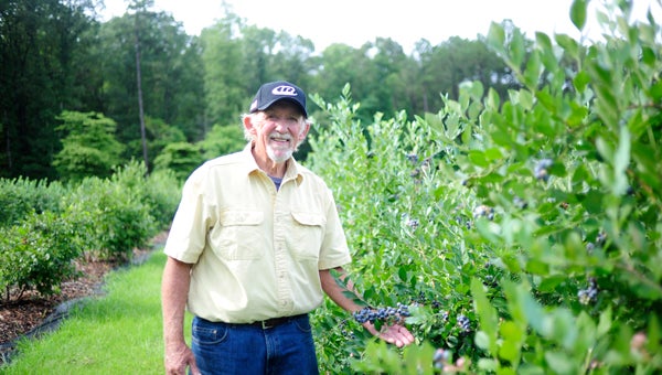 Jim Suttle grows blueberries and blackberries for customers to pick at Mountain Meadows Farm in Columbiana. He sells berries for $12 per gallon. (For the Reporter/Jon Goering)