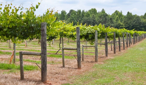 Morgan Creek winery (file)