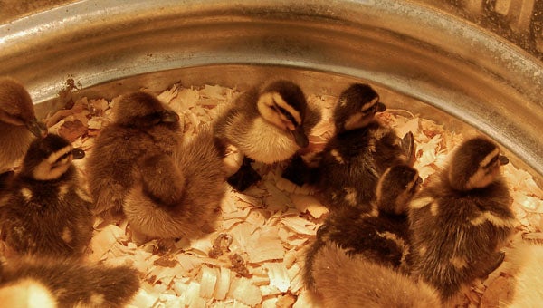 Helena Hardware is selling various breeds of chicks and ducklings and is expecting another shipment of baby birds in the next two weeks. (Reporter Photo / Molly Davidson)