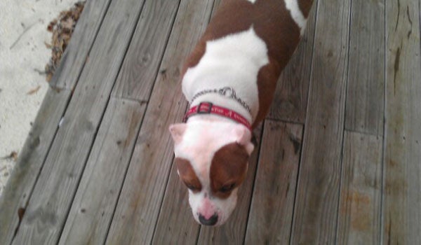 Bruiser found his forever home after wandering up to the golf pro shop at the Montevallo Golf Club. (Contributed)