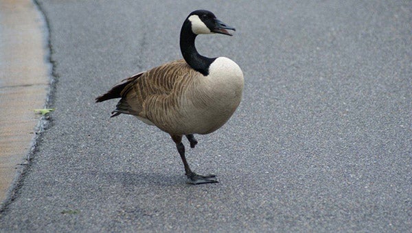 Helena resident Mary Lou Simms provides insight on the summer molt of Canada geese and tips on how to act around them this summer. (Contributed)