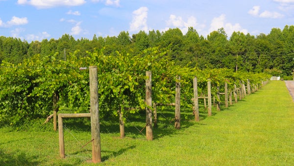 Morgan Creek Winery has an 8-acre muscadine vineyard and a 2-acre blueberry patch. (Special to the Reporter / Dawn Harrison)