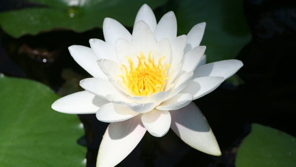 Oak Mountain State Park is home to the fragrant water lily, a perennial plant that often forms dense colonies in shallow lakes, ponds and permanent slow-moving waters. (Contributed)