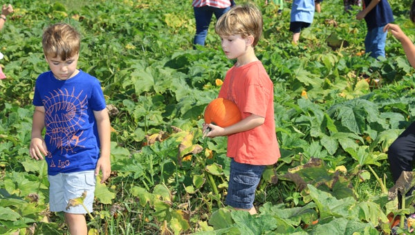 Children hunt for pumpkins during a school visit to Old Baker Farm on Sept. 24. (For the Reporter / Dawn Harrison)