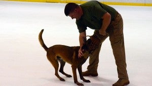 Patrol dogs practice takedowns on the ice at the Pelham Civic Complex Oct.13-14 as part of the training provided at the K-9 Conference. (Reporter photo / Jessa Pease) 