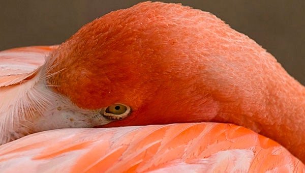 One of Hank Siegel's photographs titled Flamingo Stare. (Contributed / Hank Siegel)