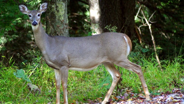 Because Alabama's deer population is abundant, they can be found along roadsides, in backyards and fields. (Contributed)