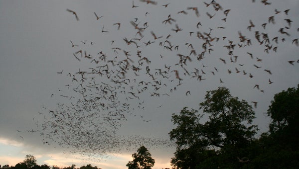 Alabama is home to about 16 species of bat, including two endangered species, the Gray Bat and the Indiana Bat. (Contributed)