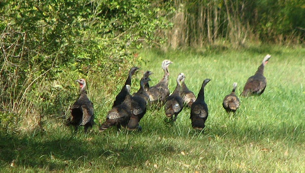 The wild turkey is commonly seen in Oak Mountain State Park. Turkeys are adaptable to any dense native plant community as long as coverage and openings are available. (Contributed)