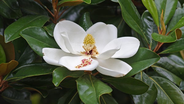 The Southern Magnolia, an evergreen tree, has a long history in the Southeastern United States. (Contributed)