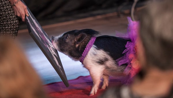 Blossom, the 9-month-old pet pig of Scott and Jackie McQueen of Northport, paints a canvas at the Shelby County Arts Council's opening artist reception Jan. 15 for the third annual Fine Folk Art show. (For the Reporter/Kevin McKee)