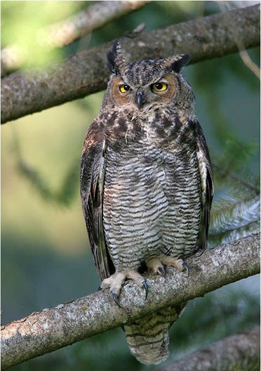 The Great Horned Owl is often considered the largest of four species of owls in Alabama. (Contributed)