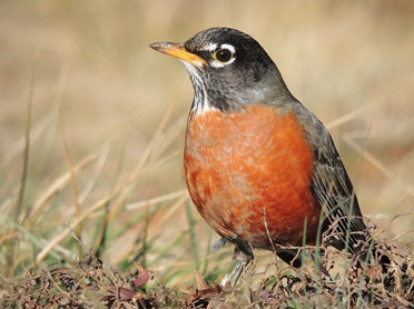 American Robins can be found across North America and make their appearance at the end of winter. (Contributed)