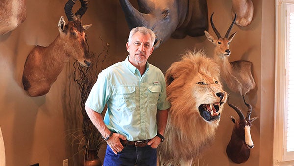 One of Coker’s most exciting hunts was his trip to South Africa to hunt a male lion, which was successful. (For the Reporter/Dawn Harrison)