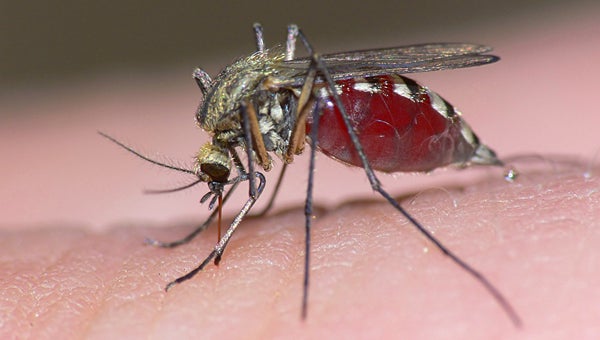     Alabaster crews began spraying the city for mosquitoes along city rights-of-way on March 21, and will do so each morning on a weekly basis. (File)