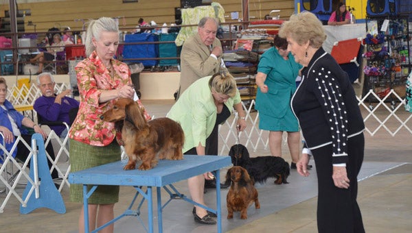 A judge surveys a group of dachshunds April 7 in the 2016 American Kennel Club All Breed Dog Show, which will be held through April 10 at the Shelby County Exhibition Center in Columbiana from 8:45 a.m. to 5 p.m. daily. (Reporter Photo/Emily Sparacino)