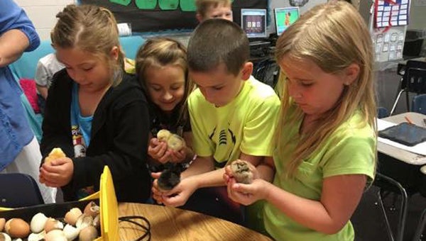 First-graders at Shelby Elementary School celebrate the arrival of baby chicks after spending 21 days study their life cycle. (Contributed) 