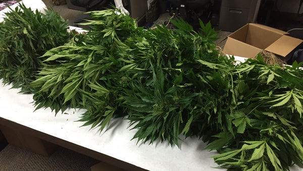 The Shelby County Drug Enforcement Task Force intercepted a small outdoor marijuana grow worth $18,000 in Shelby on May 13. (Contributed)