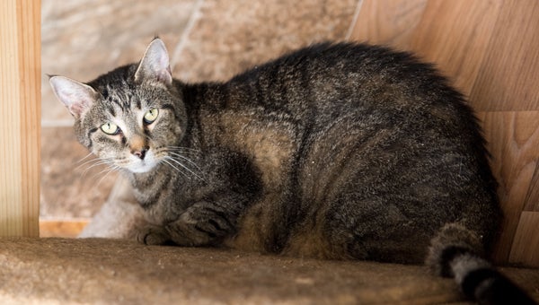 George finds a spot to relax in the cat facility at 2nd Chance Animal Sanctuary. (Reporter Photo/Keith McCoy)