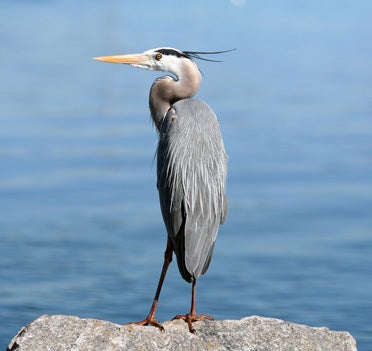 The Great Blue Heron is a large wading bird common in North and Central America and the Caribbean and Galapagos Islands. (Contributed)