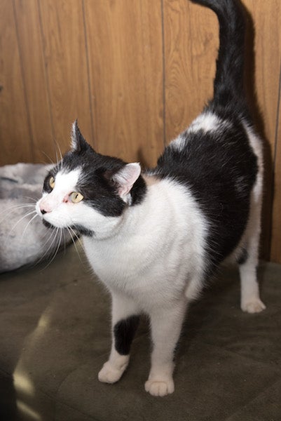 Domino is another cat at 2nd Chance that needs a forever home. (Reporter Photo/Keith McCoy)